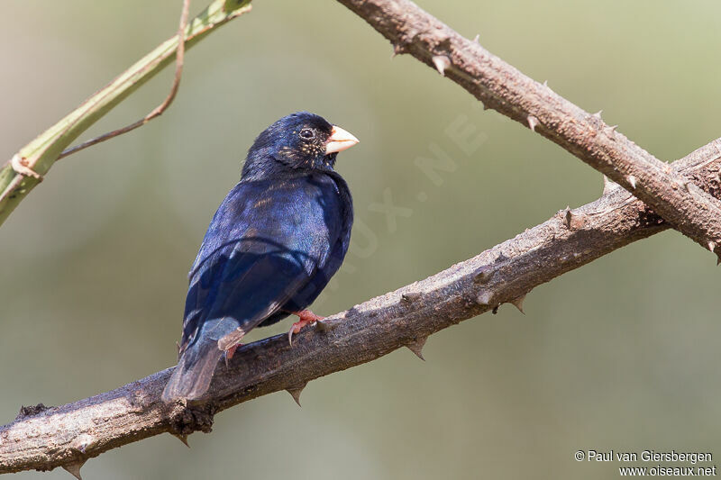 Village Indigobird