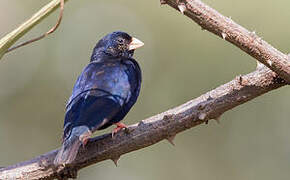 Village Indigobird