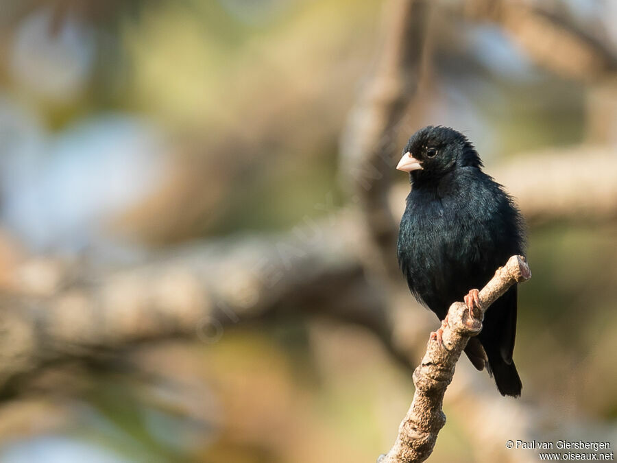 Village Indigobird male adult