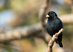 Village Indigobird