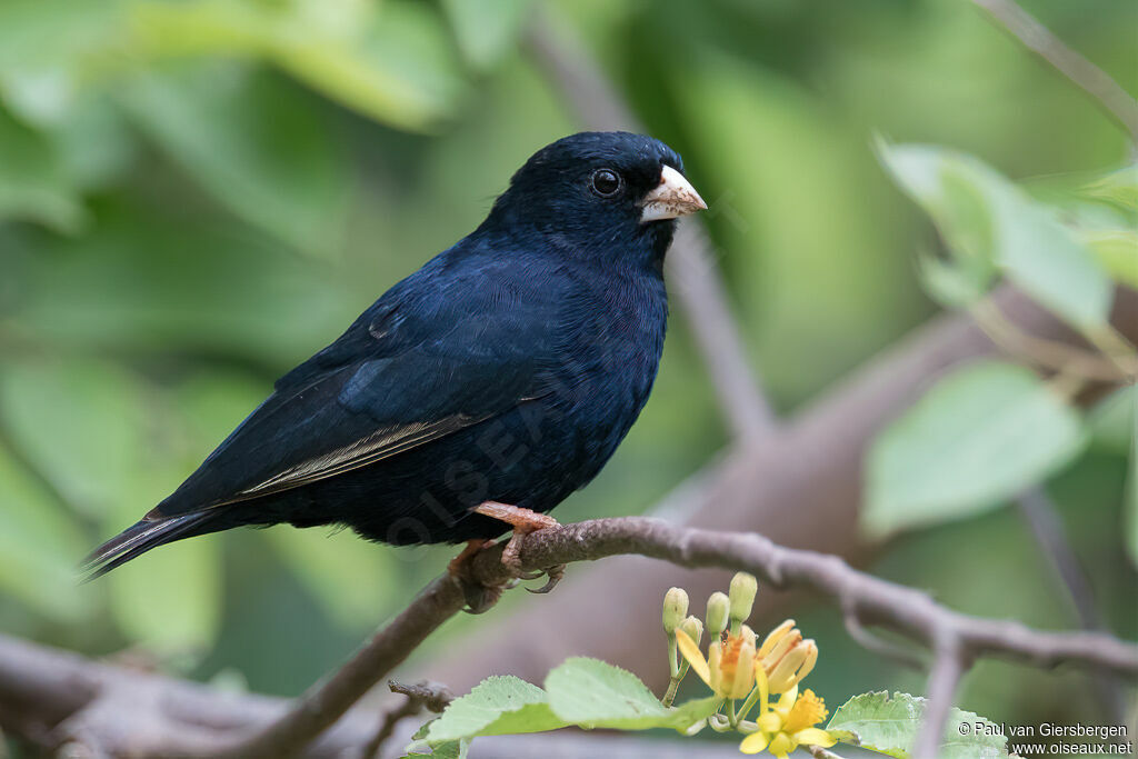 Village Indigobird male adult