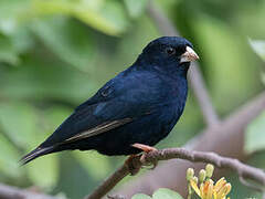 Village Indigobird