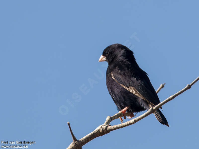 Dusky Indigobird