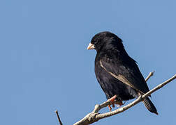 Dusky Indigobird