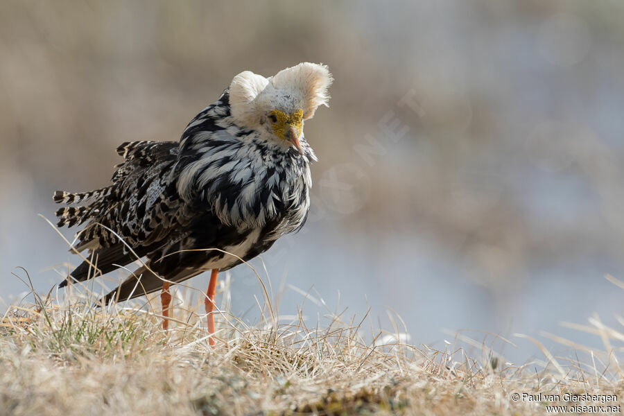 Ruff male adult breeding