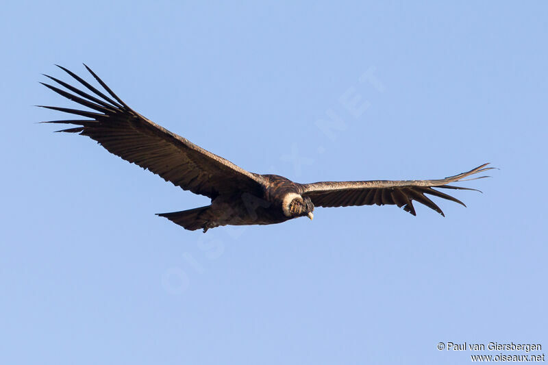 Condor des Andes