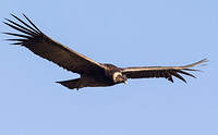 Condor des Andes