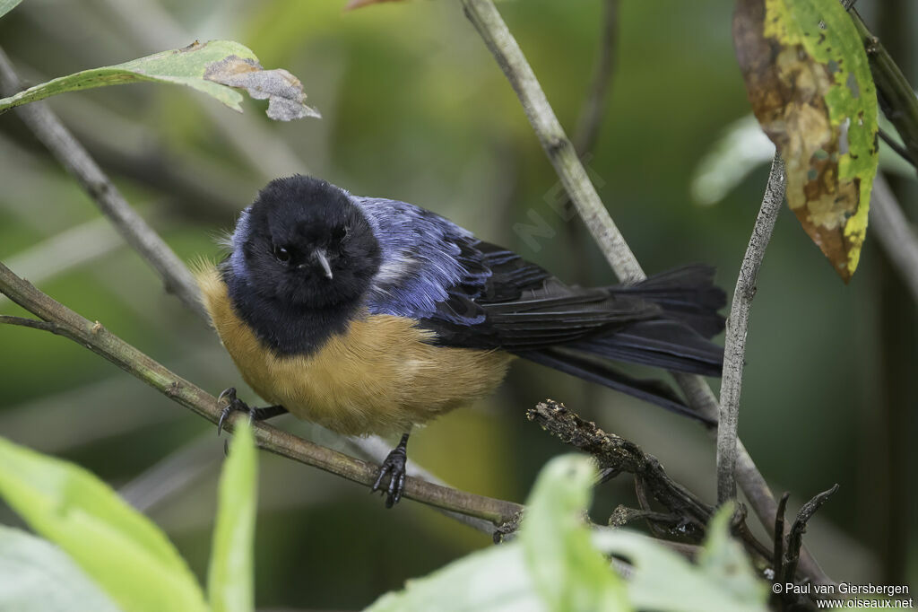 Blue-backed Conebilladult