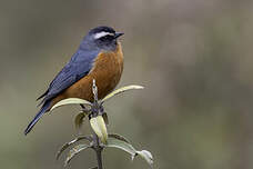 Conirostre à ventre roux