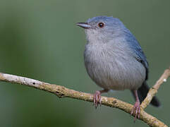 Bicolored Conebill