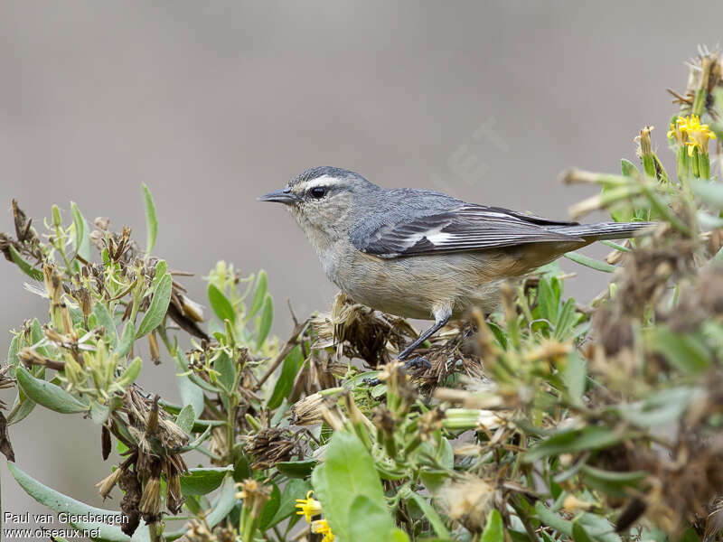 Conirostre cendréadulte, identification