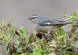 Cinereous Conebill