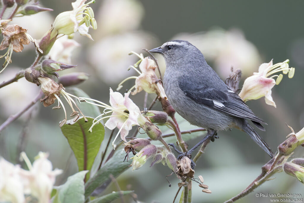 Cinereous Conebilladult