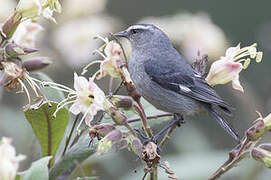 Cinereous Conebill