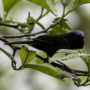 Conirostre coiffé