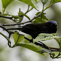 Conirostre coiffé