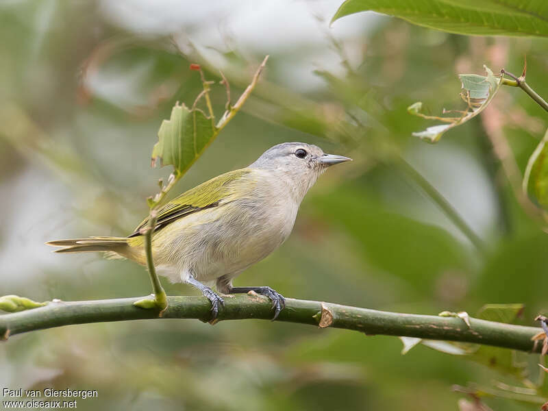 Chestnut-vented Conebill female adult, identification