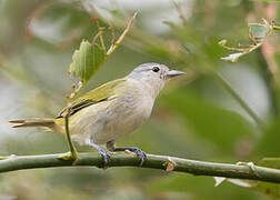 Chestnut-vented Conebill