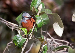 Giant Conebill