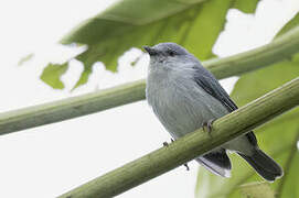 Pearly-breasted Conebill