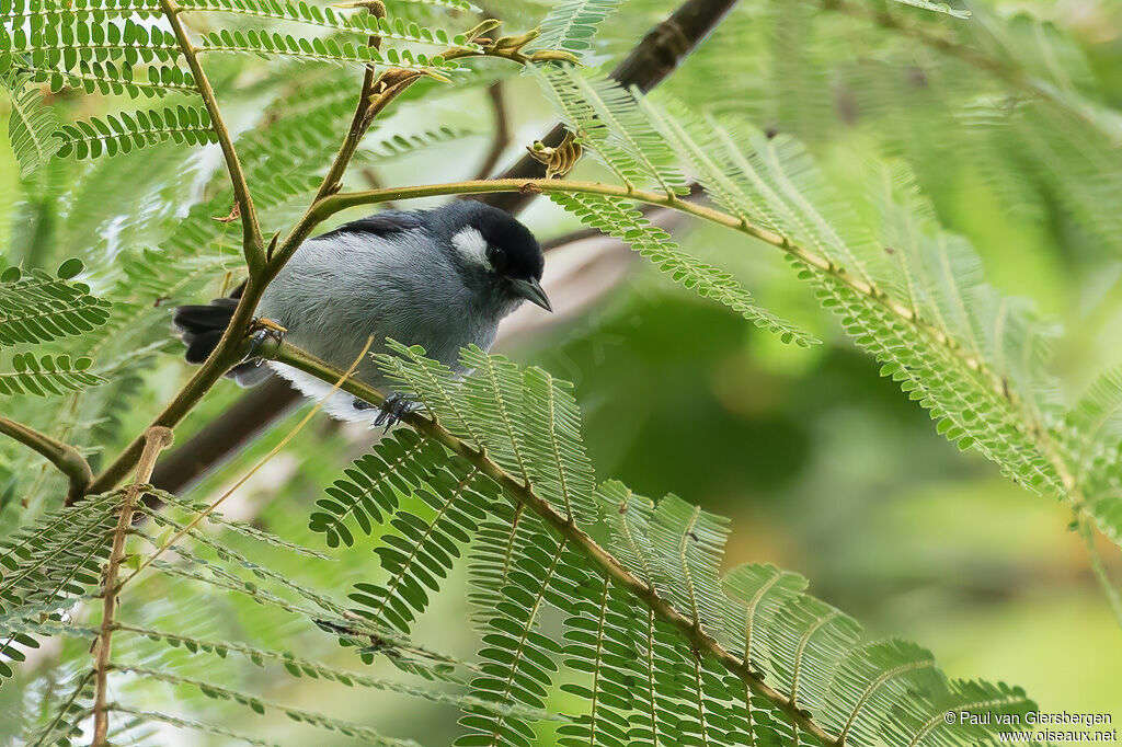 White-eared Conebilladult