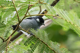 White-eared Conebill