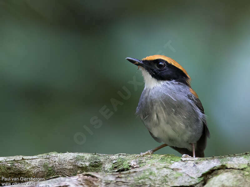 Black-cheeked Gnateater male adult, identification