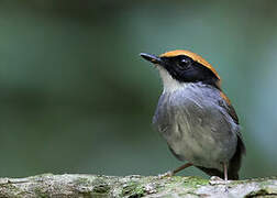 Black-cheeked Gnateater