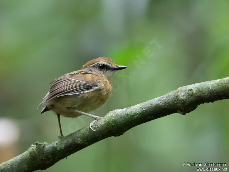 Black-cheeked Gnateater