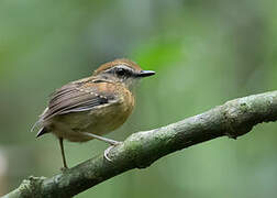 Black-cheeked Gnateater