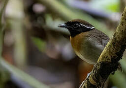 Chestnut-belted Gnateater