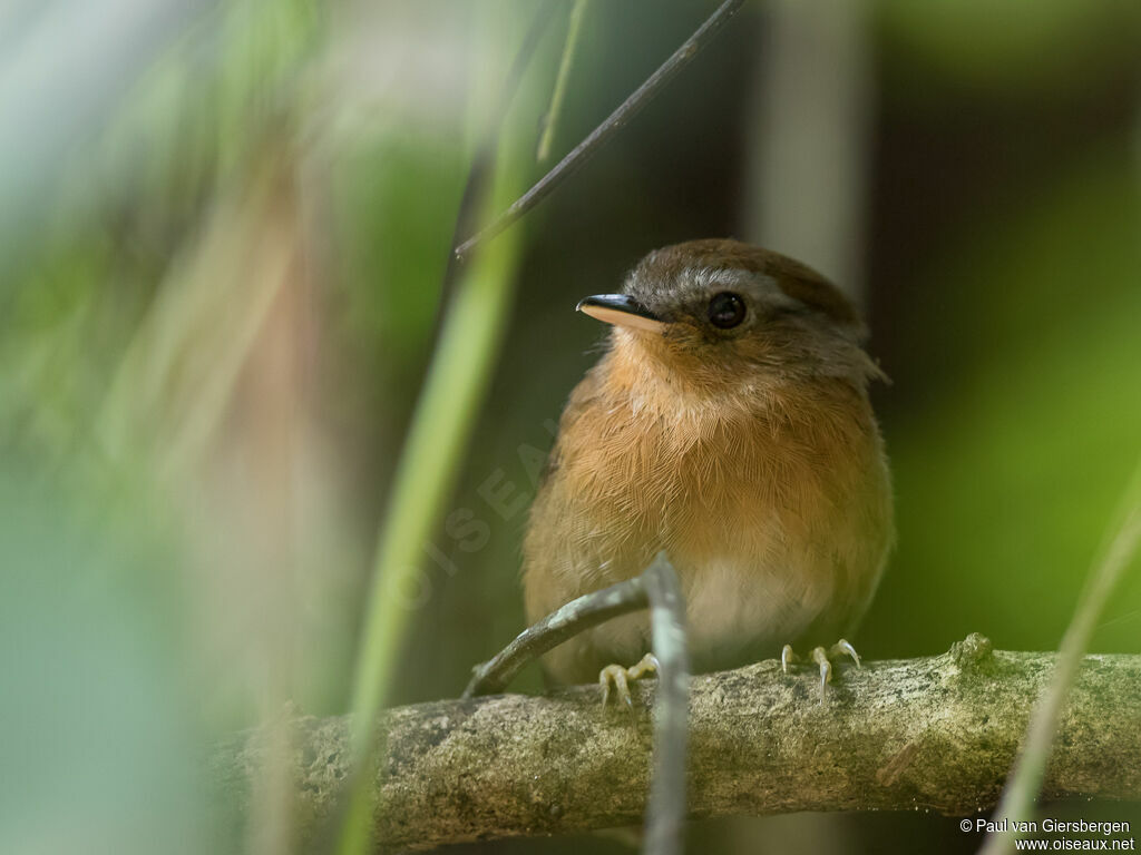 Rufous Gnateater