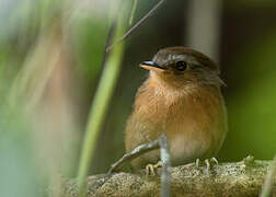 Rufous Gnateater