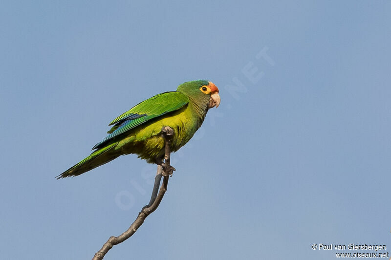 Conure à front rouge