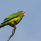 Conure à front rouge