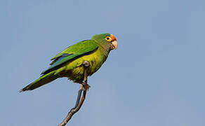 Conure à front rouge