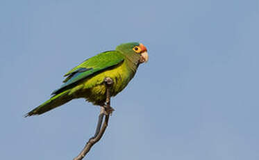 Conure à front rouge