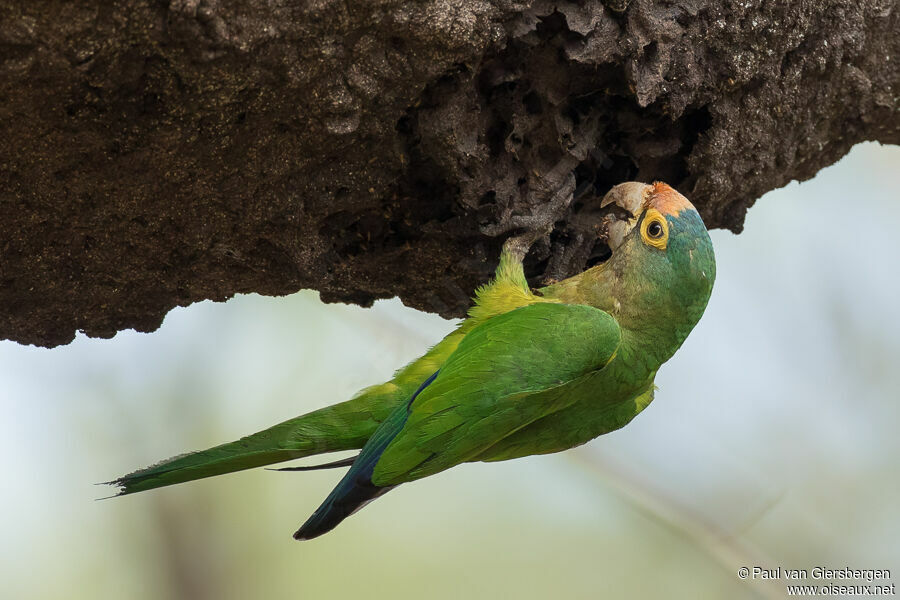 Orange-fronted Parakeetadult