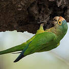Conure à front rouge