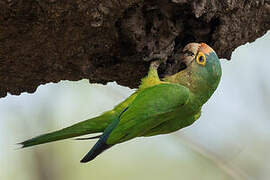 Orange-fronted Parakeet