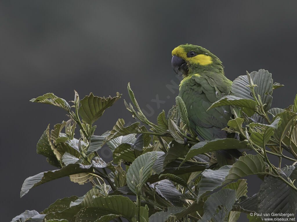 Conure à joues d'oradulte