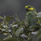 Conure à joues d'or