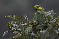 Conure à joues d'or