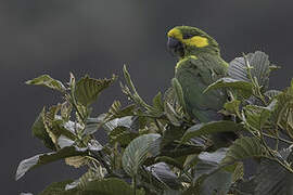 Yellow-eared Parrot