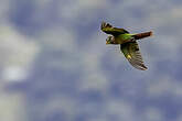 Conure à poitrine brune