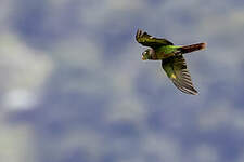 Conure à poitrine brune