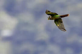 Conure à poitrine brune