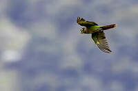 Conure à poitrine brune