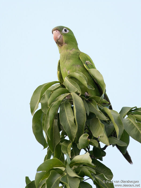 Blue-crowned Parakeetadult