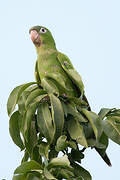 Blue-crowned Parakeet